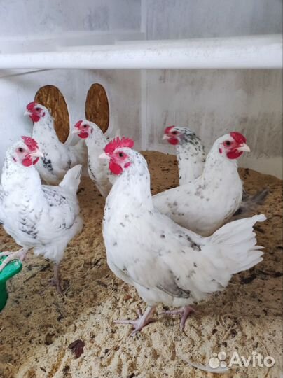 Породистые петушки