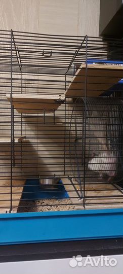 Клетка для грызунов вместе с крысой