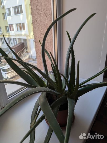 Цветок алоэ 10 лет