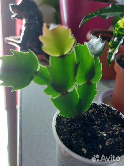 Комнатное растение 80р