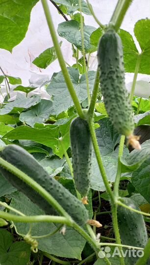 Огурцы Герман