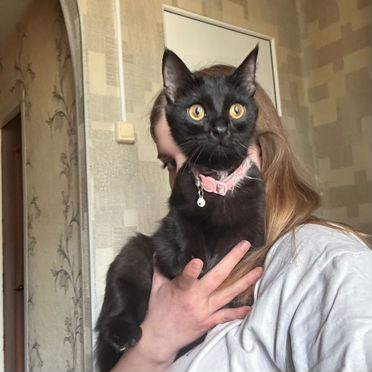 Бомбейский котёнок