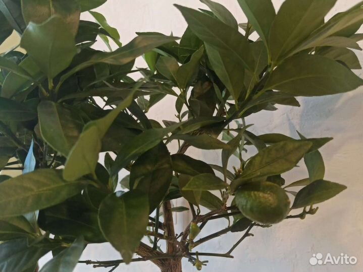 Дерево лимон