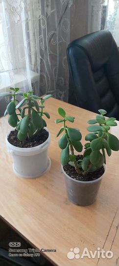 Денежное дерево толстянка