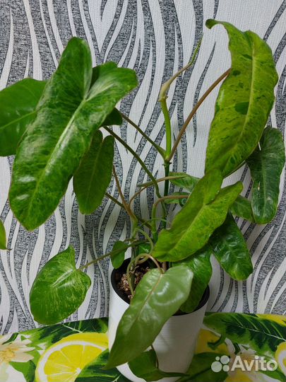 Филодендрон биллитау мраморный