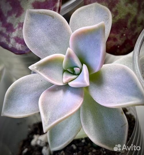 Каланхоэ разные сорта, суккуленты