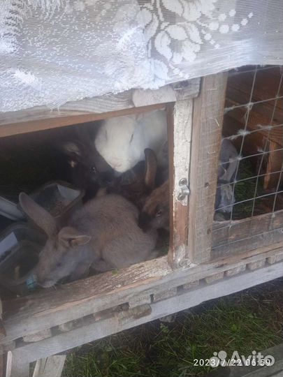 Продам крольчат