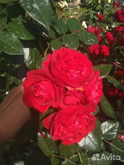 Роза плетистая