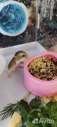 Роборовского хомячки