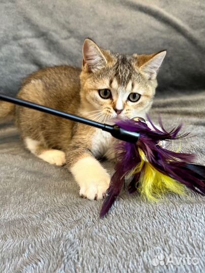 Шотландская