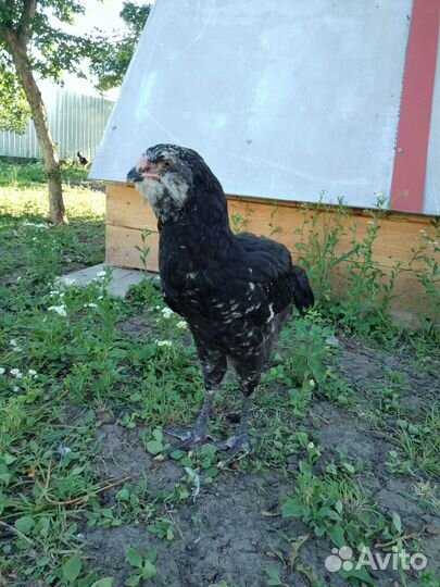 Гергебильские куры, петушки