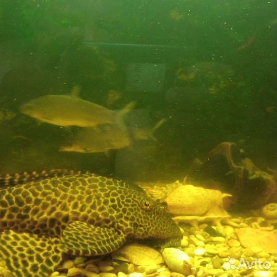 Аквариум с рыбками