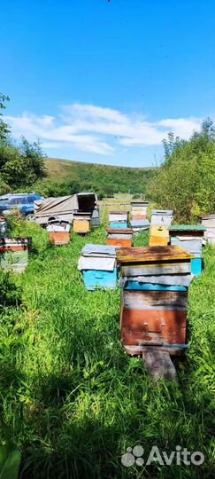 Мед горный(светлый)