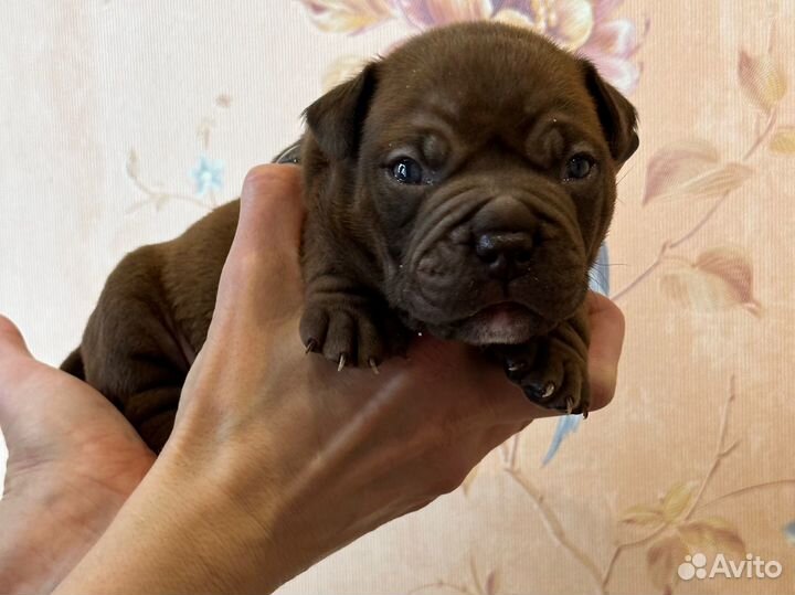 Американский булли покет экзот