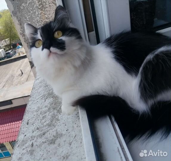 Отдам в добрые руки кошку