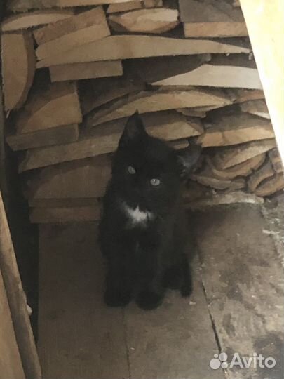 Котята бесплатно