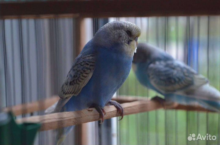 Птенцы волнистый попугай