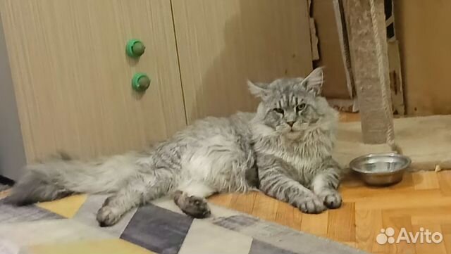 Homeclub шиншилла. Авито живность. Пряник шиншилла. Отдам даром животных. Животное на продажу.