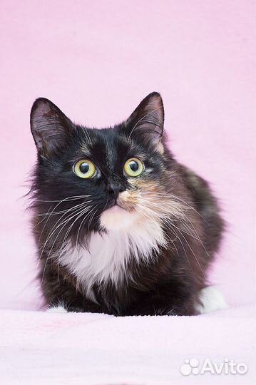 Ласковая кошечка Кутаиси ищет дом