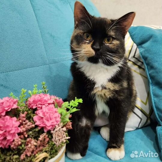 Трехцветная кошечка ищет дом