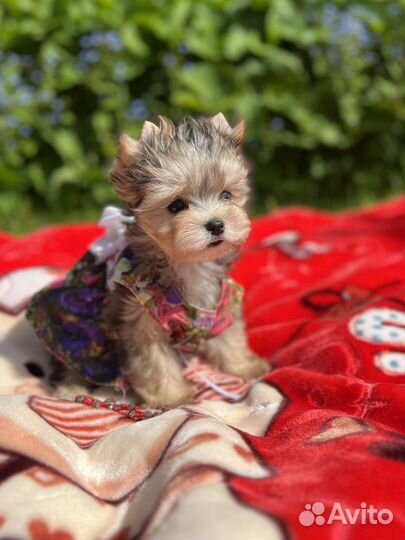 Очень красивая голубоглазая куколка