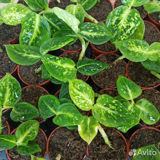 Саженцы горшечных растений опт