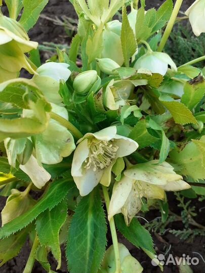 Морозник кавказский