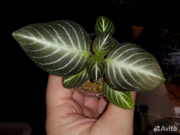 Геснериевое растение