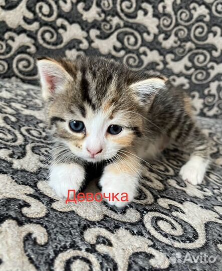 Кошка в дар бесплатно