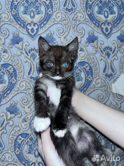 Кошки в добрые руки бесплатно