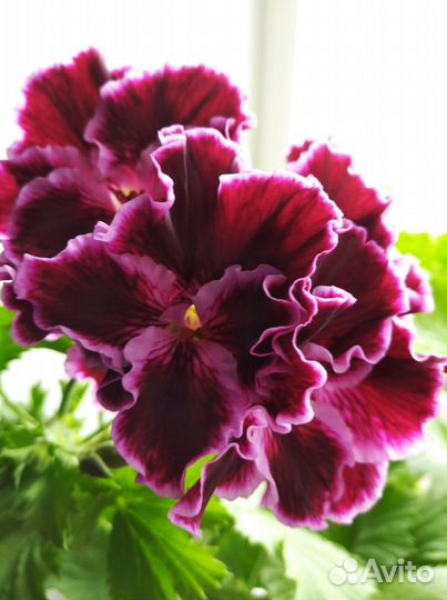 Пеларгония герань