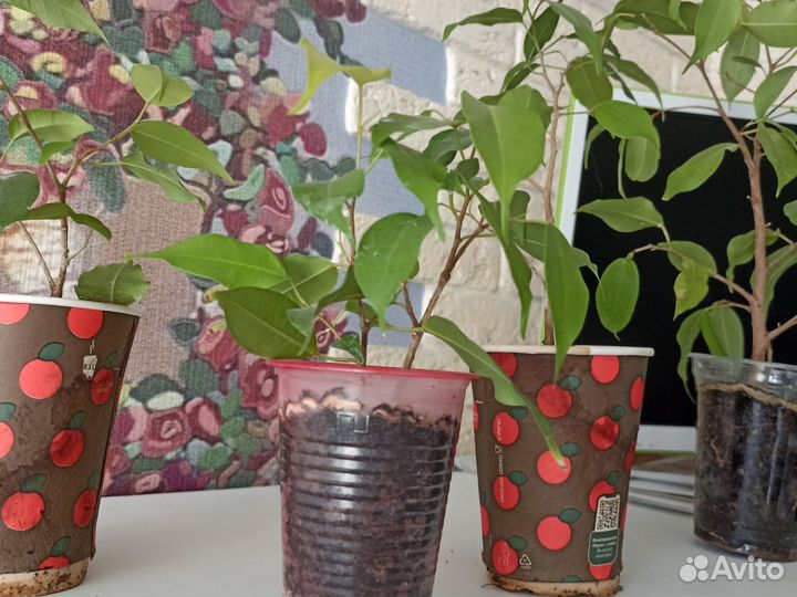 Фикус, рассада 1 год