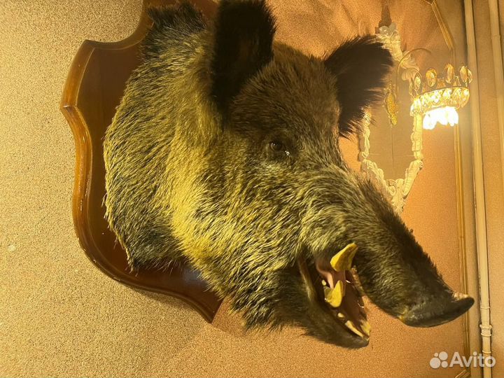 Голова кабана чучело