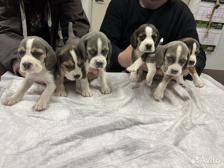 Щенки бигль москва