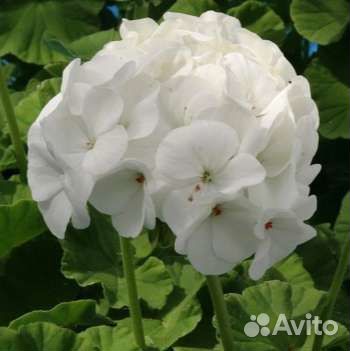 Пеларгонии