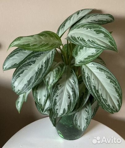 Аглаонема silver bay