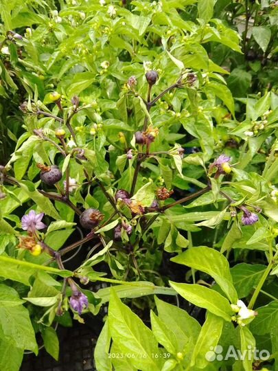 Перец комнатный острый 