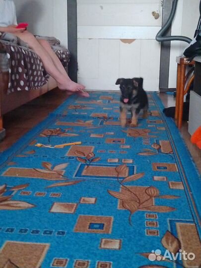 Немецкая овчарка