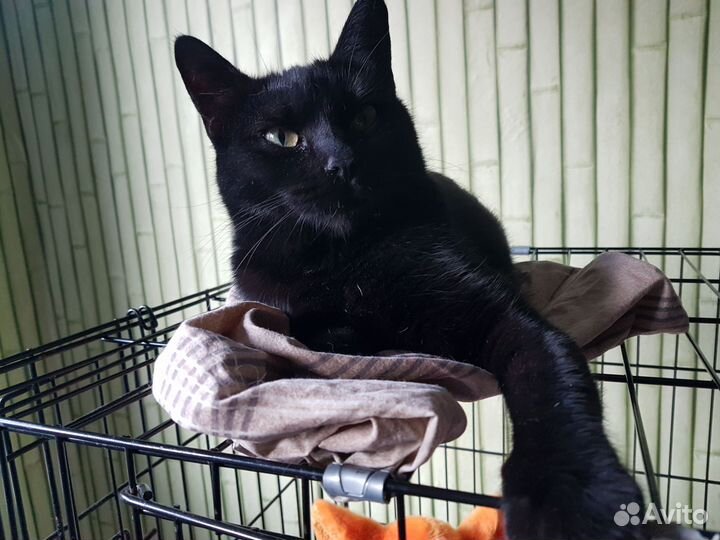 Найденыш. Приют