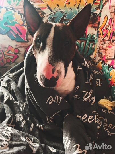 Бультерьер вязка