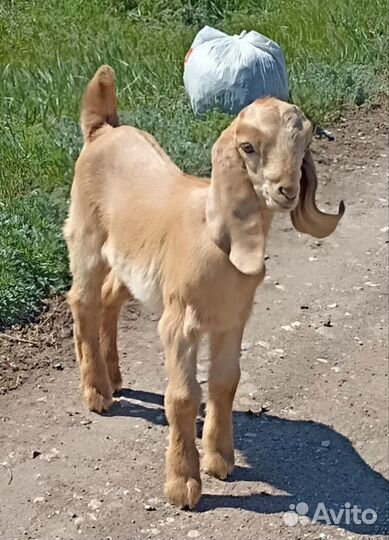 Ч/П Камори и потомки