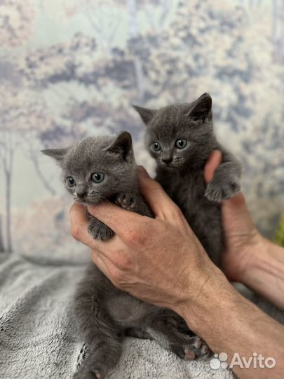 Британские котята
