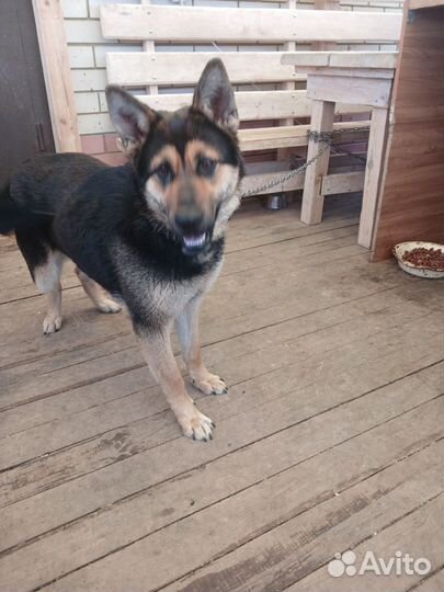 Немецкая овчарка