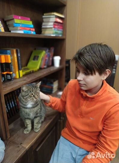 Передержка кошек на время отпуска