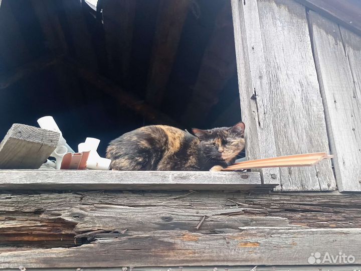 Бездомные кошки