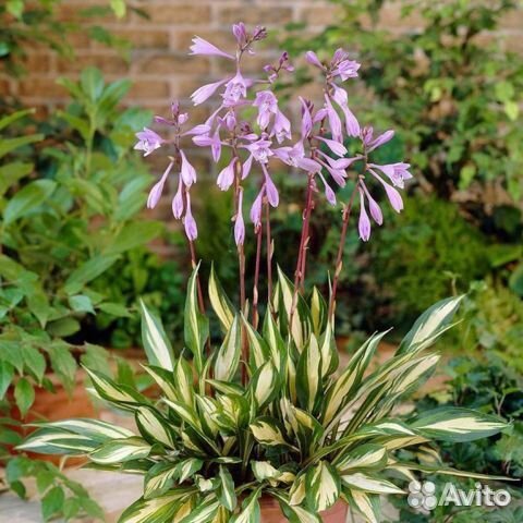 Хосты - растения для тени и полутени