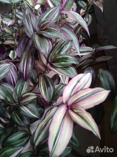 Традесканции