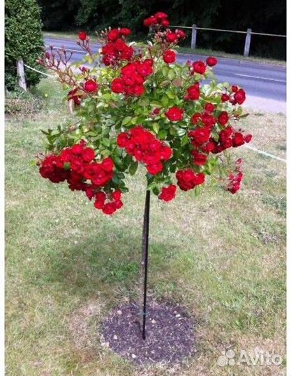 Роза на Штамбе