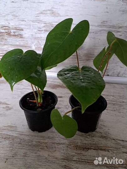 Комнатные растения