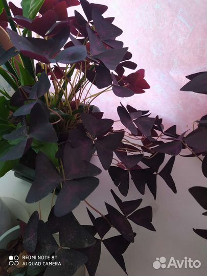 Комнатные цветы